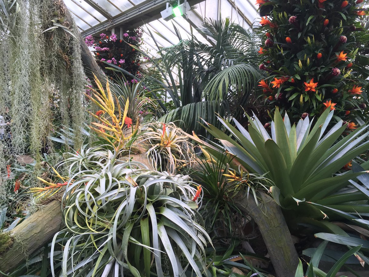 RHS Tender Ornamental Plant Committee tweet media