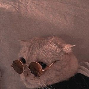 𝓜𝓮𝓸𝔀🍓🚬ft. เดมบ่เด้ง tweet media