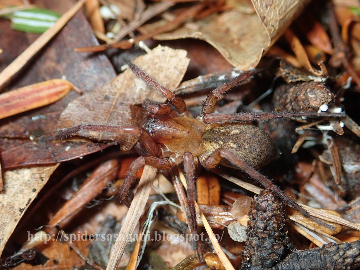 Sasagani Ya タナグモ科agelenidae ヤマヤチグモtegecoelotes Corasidesのページに生態写真および標本写真を追加 山地に生息する黄褐色のヤチグモ 最近はヤマヤチグモという和名が提唱されているようだが 個人的にはヤマヤチのほうがしっくりくるので