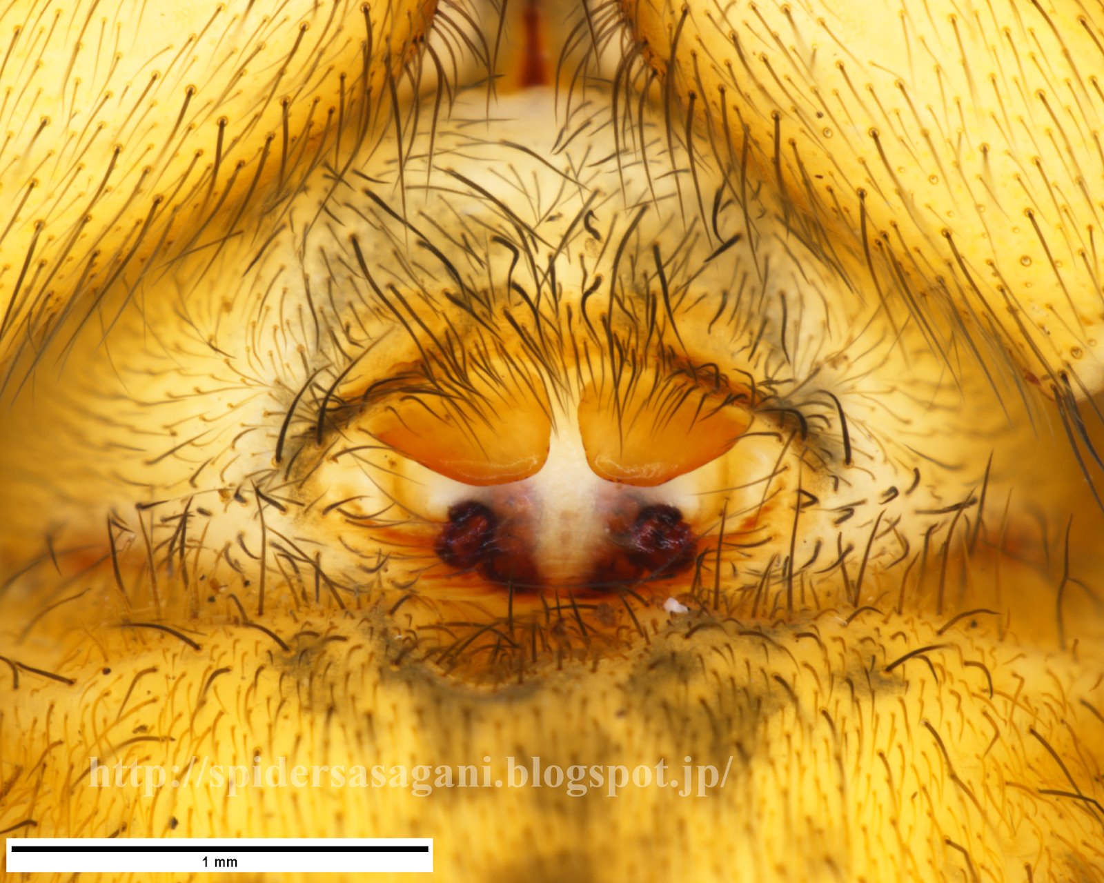 Sasagani Ya タナグモ科agelenidae ヤマヤチグモtegecoelotes Corasidesのページに生態写真および標本写真を追加 山地に生息する黄褐色のヤチグモ 最近はヤマヤチグモという和名が提唱されているようだが 個人的にはヤマヤチのほうがしっくりくるので