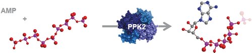 ChemBioChem's tweet photo. Several polyphosphate #kinase-2 enzymes catalyse production of #adenosine 5'-#polyphosphates (Jessen @UniFreiburg) #ChemBioTalents https://t.co/a8AAdLhykY https://t.co/QRYgJ05fIS