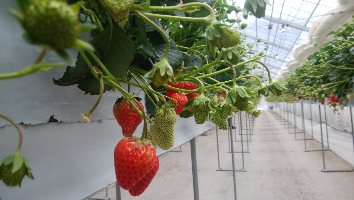 mankyu320's tweet image. 今日は良い夢見られそう。