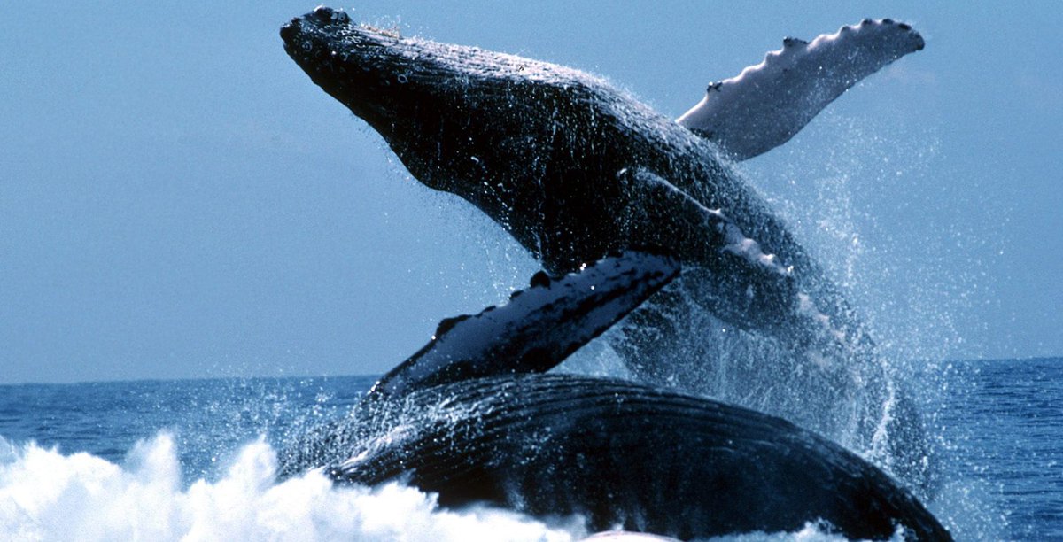 comoserunkiwi's tweet photo. #nuevazelanda es uno de los mejores destinos para ver #ballenas. ¿Quieres conocer los lugares en donde ver a estos magníficos mamíferos?

Más información:
👉 https://t.co/Js1By1rdQT https://t.co/aCGx2leaqx