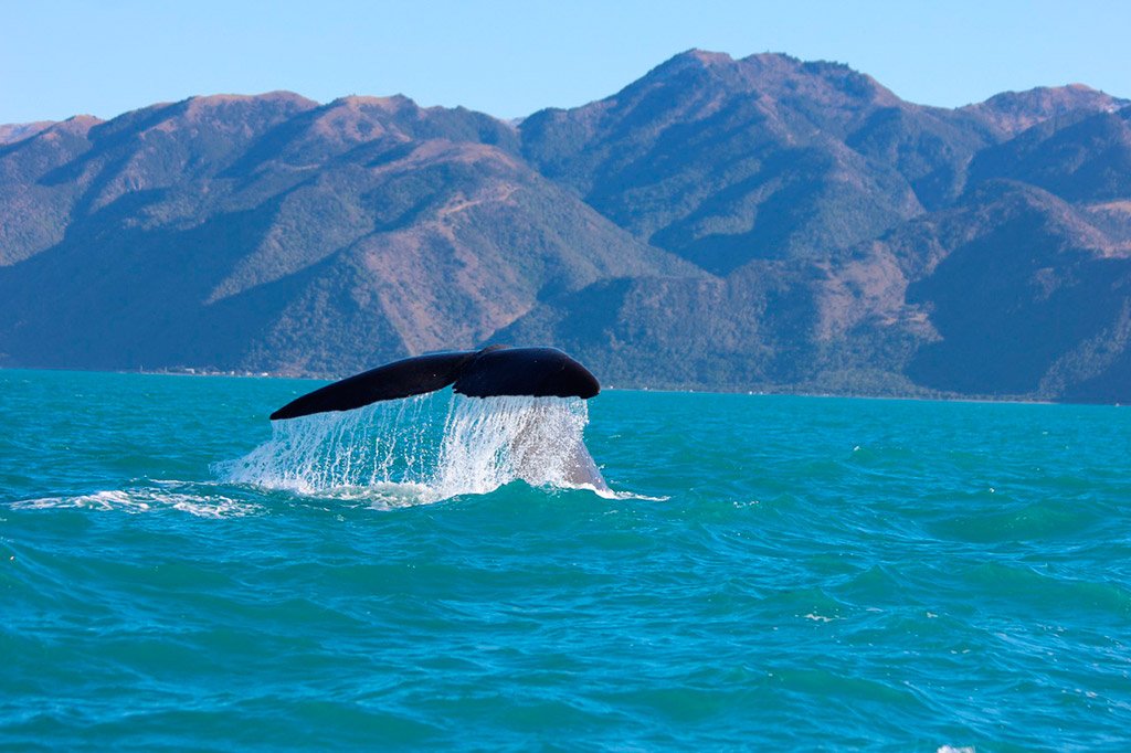 comoserunkiwi's tweet photo. #nuevazelanda es uno de los mejores destinos para ver #ballenas. ¿Quieres conocer los lugares en donde ver a estos magníficos mamíferos?

Más información:
👉 https://t.co/Js1By1IOIr https://t.co/XzoOlz9Mot