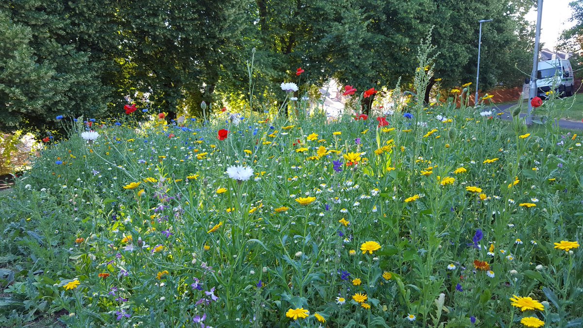 We are planting wildflowers in Braunton on the 10th March at 10am. This will provide an excellent feeding ground for greater horseshoes in the Spring/Summer, as it will attract moths and other pollinators that the bats feed on! #NationalLotteryHeritageFund
devonbatproject.org/wildflower-sow…