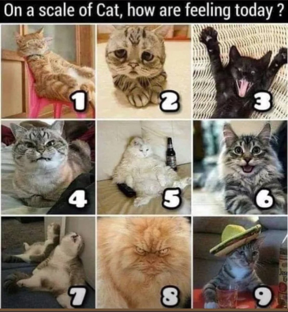 LifeSecretary's tweet photo. On a scale of Cat, I’m a BIG 6 today! 🏡 SWEET 🏡 due to school being canceled. Woot! https://t.co/V6JD35PjqO