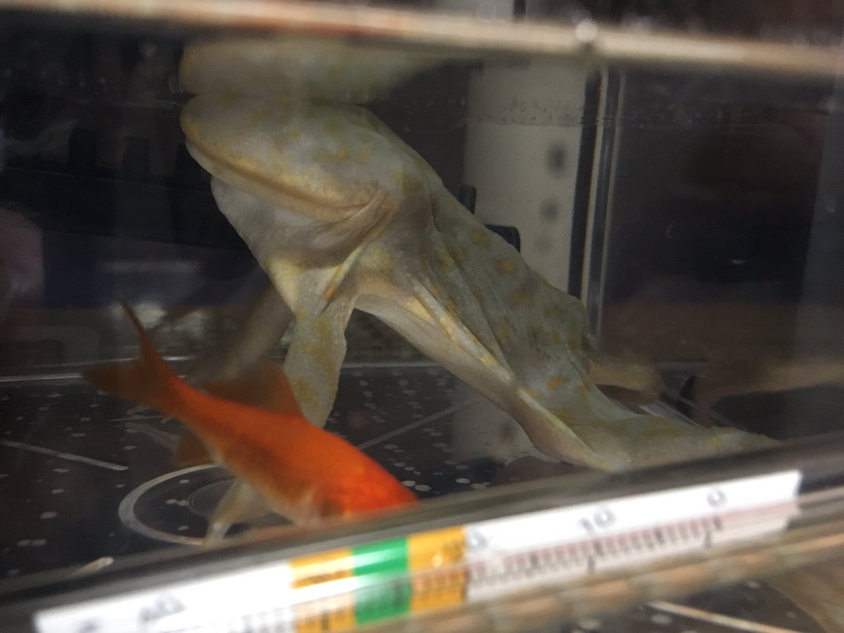 孤 恋 ここい Auf Twitter 1枚目が小赤食べる前て2枚目からは小赤5匹食べた奴めちゃくちゃ太った W 笑笑可愛いでそ ついでに水換えかもしたよ笑 マルメタピオガガエル バジェットガエル バジェット 両生類 両生類飼育 両生類好きな人 孤 恋 ここい Auf Twitter 1枚目が小赤食べる前て2枚目からは小赤5匹食べた奴めちゃくちゃ太った W 笑笑可愛いでそ ついでに水換えかもしたよ笑 マルメタピオガガエル バジェットガエル バジェット 両生類 両生類飼育 両生類好きな人