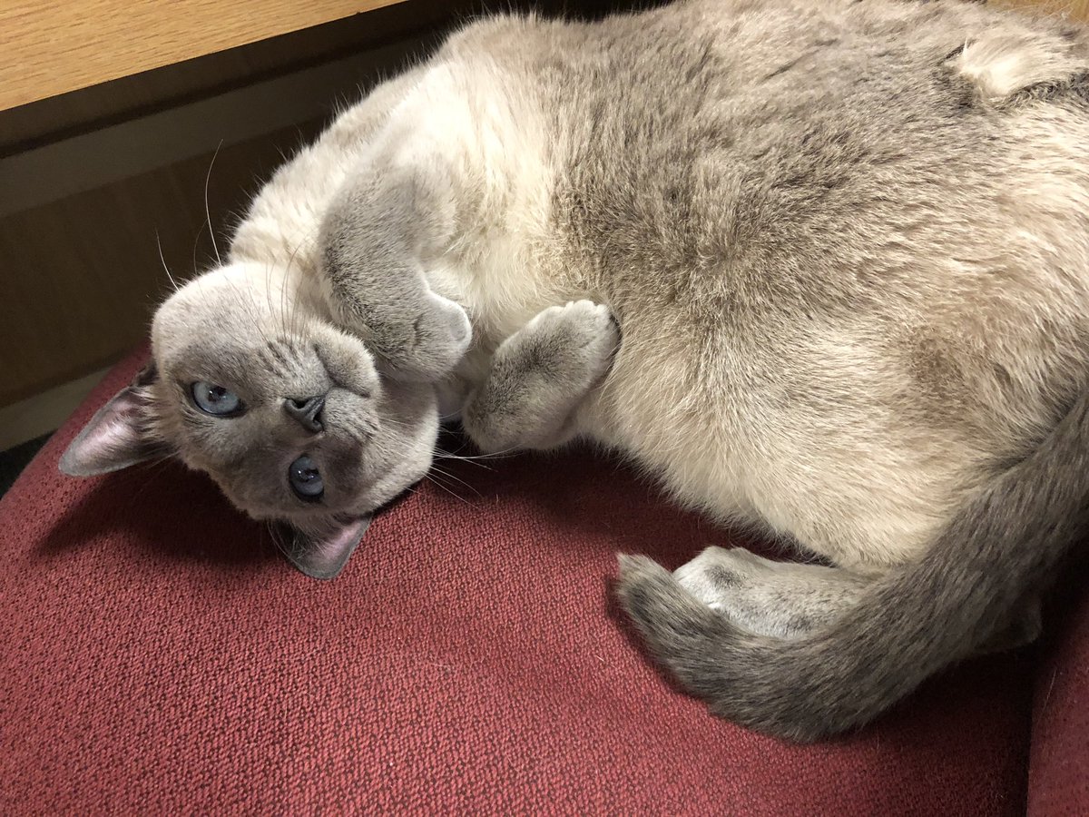 LibraryLadySHS's tweet photo. “Visit me today!” Look how cute she is! #librarycat #nofilter https://t.co/ULRZWHo5Hy