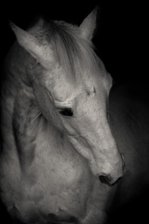 WorldlnFocus's tweet image. One taken a number of years ago by Simon. The beautiful Murphy who some of you will have met. 

#horsephotography #equinephotography #petphotography #lovehorses
