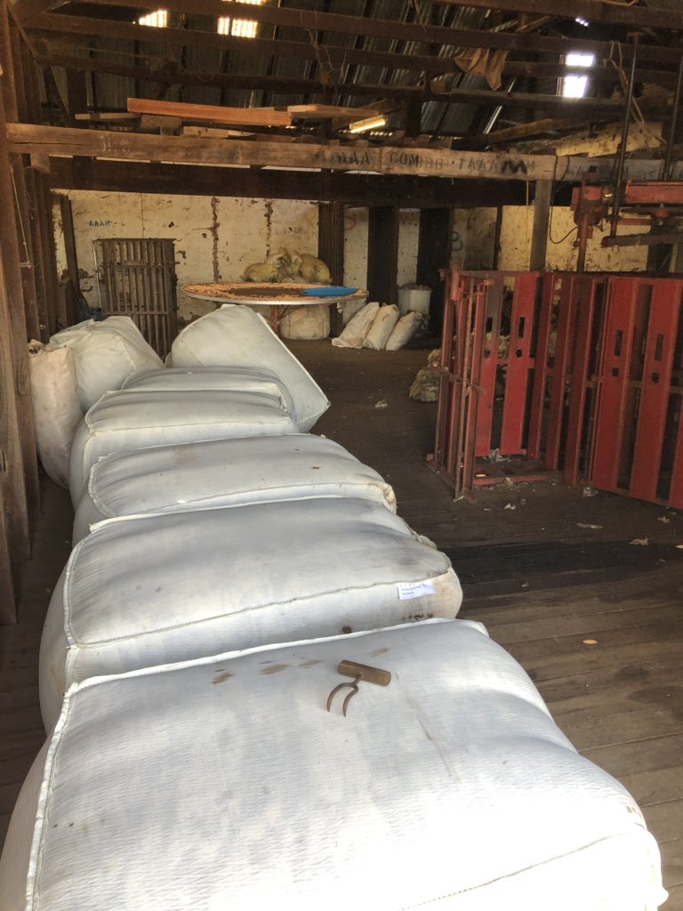 RyanDuff75's tweet photo. Knocked a bit of wool off this week. @WWoolshed DNA program #australianwoolnetwork #merinosnug https://t.co/CD6jToi4Sk