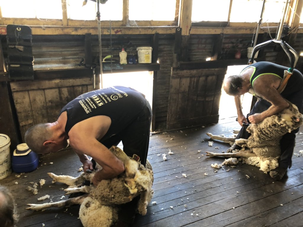 RyanDuff75's tweet photo. Knocked a bit of wool off this week. @WWoolshed DNA program #australianwoolnetwork #merinosnug https://t.co/CD6jToi4Sk