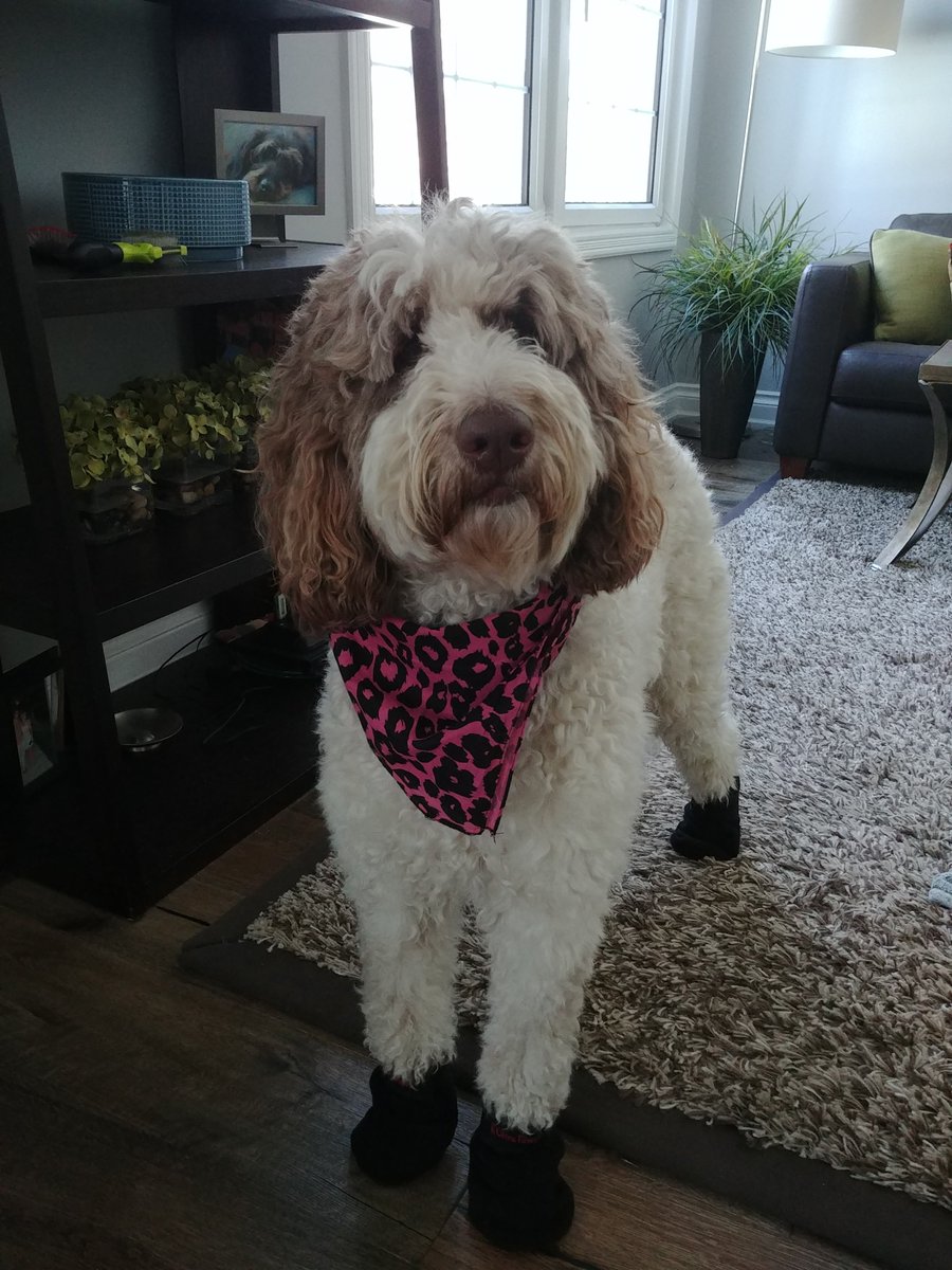 DoodleNessa's tweet image. Off to see Dr. Sam. I ripped my toe nail out 😥
The bleeding has stopped but mom said it needs to get checked.