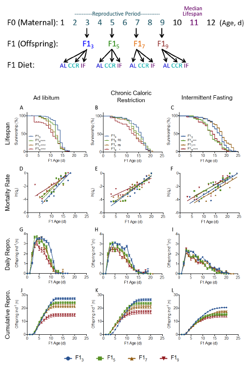 How do maternal age and offspring diet affect offspring fitness? Offspring lifespan and fecundity decline with maternal age, and the effect of calorie restriction on fitness is greatest in offspring from older mothers <a href="/grib1/">Kristin Gribble</a> <a href="/MBLScience/">Marine Biological Laboratory (MBL)</a> <a href="/SciReports/">Scientific Reports</a>
nature.com/articles/s4159…