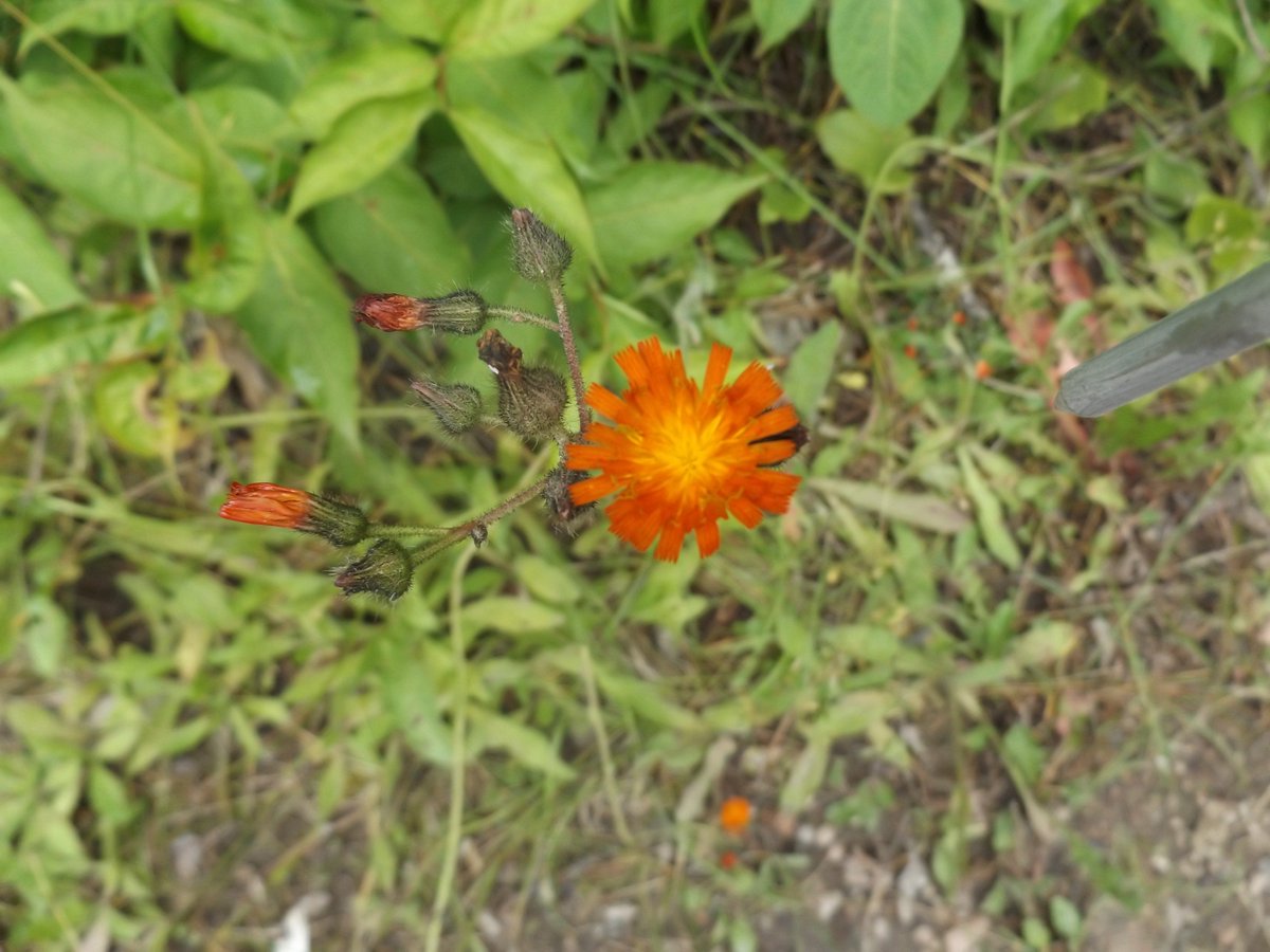 MrPrim4's tweet photo. I am where I am at today for a reason. Anyone who knows me knows I hope for many things in the future. The warm weather, the prefect class, a successful family…. I think what I need to  learn from the wildflowers and trust that I can grow where I am planted. https://t.co/Ut4y2rIdR4