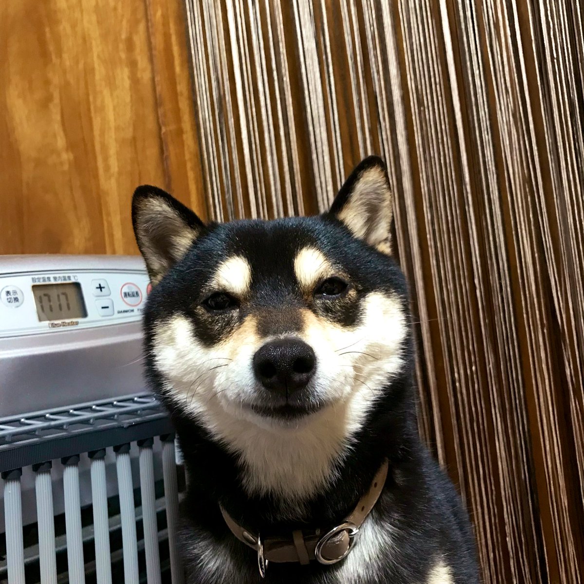 黒豆柴すずげさん Suzukuroshiba Twitter