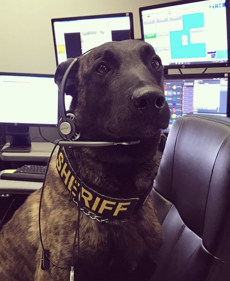 Herro! 911. What’s you’re emergencies!? I need a treat! Hoomans it’s for you! #K9 #K9Officer #k9unit #k9love #backtheblue #backthebadge #dog #dogs #dogsoftwitter #pet #pets #petsoftwitter #LivePD #LivePDNation