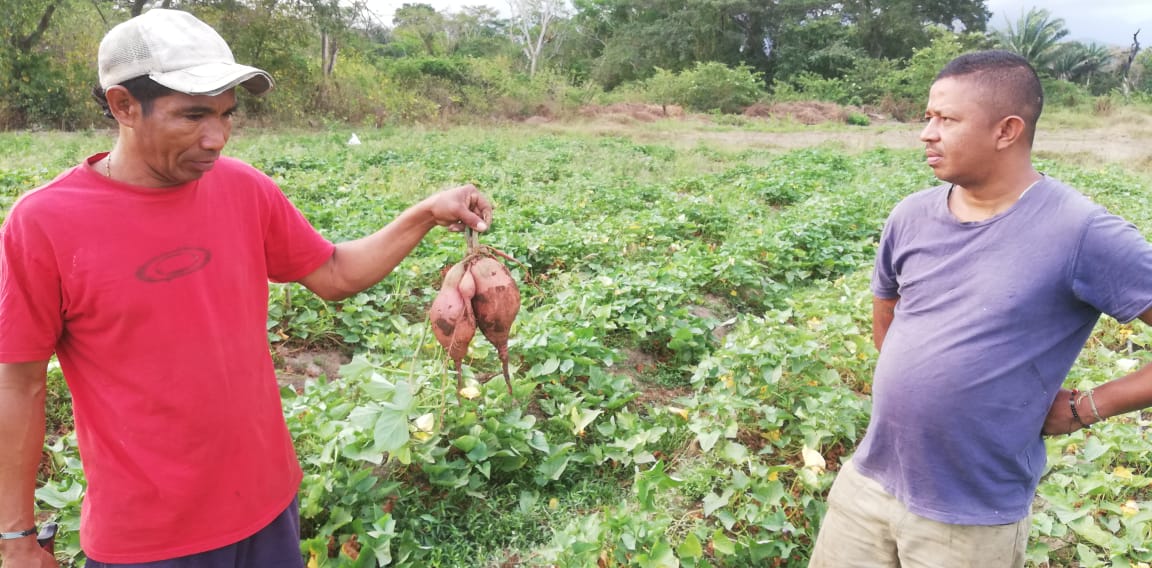 sfa_cebar's tweet photo. VISITANDO A LOS PRODUCTORES DE BATATA EN LA GUAJIRA CON NUESTRO ASESOR YOVANI RODRIGUEZ #SFACEBAR #FinanciandoElCampo #Asesoría #Créditosagropecuarios #Productor #Comercializador #Transformador #Serviciodeapoyo #agricultura #pecuaria https://t.co/zRgkYwrzcO