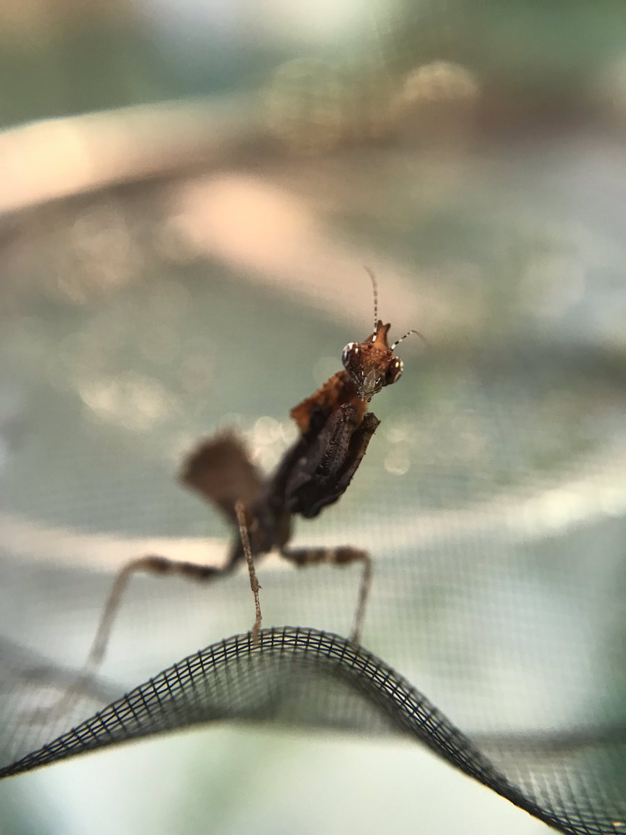 tea_francis's tweet image. This little thing arrived today. Parablepharis kuhlii asiatica second instar nymph (one of two). I also have an ooth of the same species and one Euchomonella 😁 #mantids #mantodea #prayingmantis #entomology