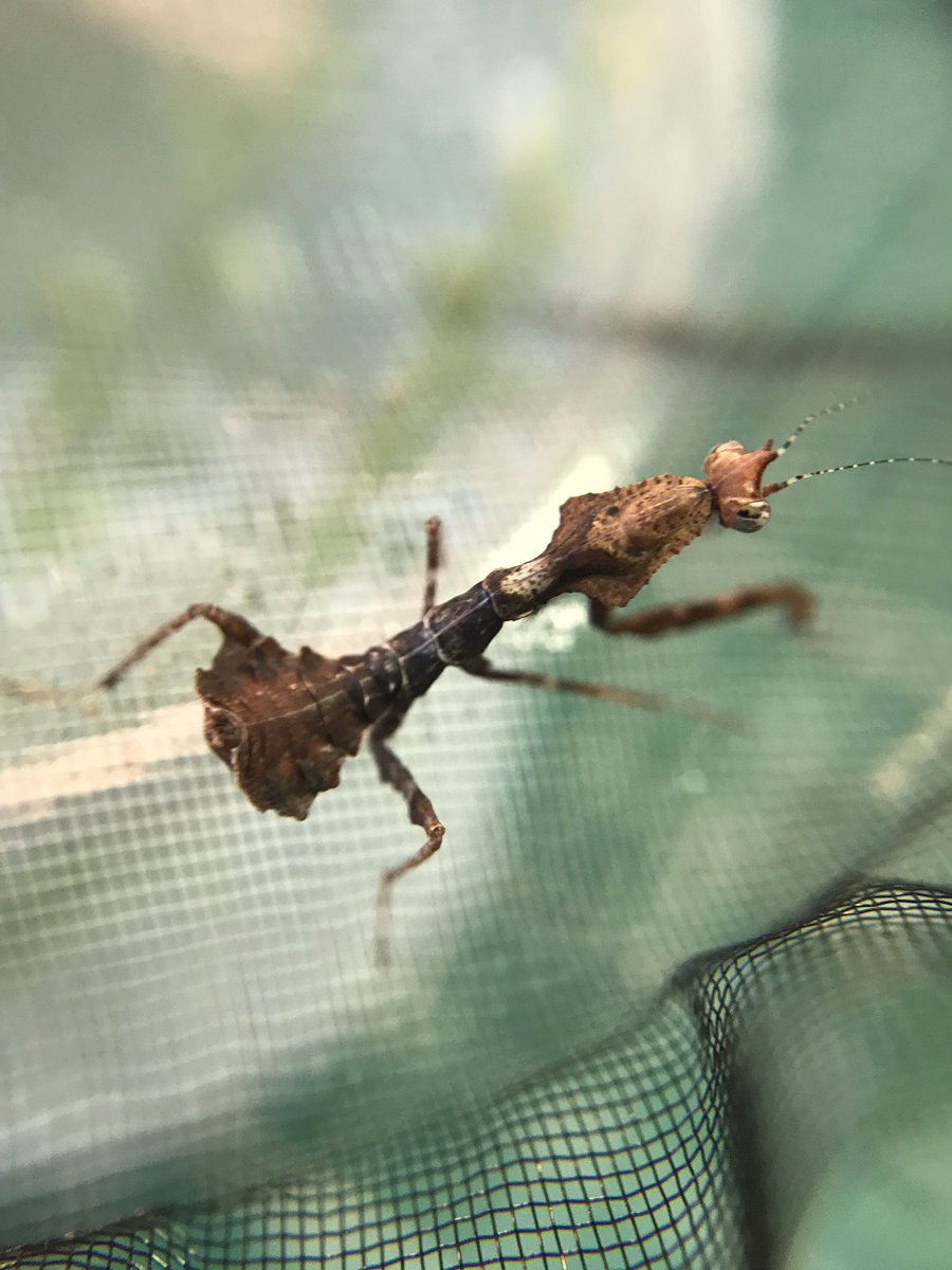 tea_francis's tweet image. This little thing arrived today. Parablepharis kuhlii asiatica second instar nymph (one of two). I also have an ooth of the same species and one Euchomonella 😁 #mantids #mantodea #prayingmantis #entomology