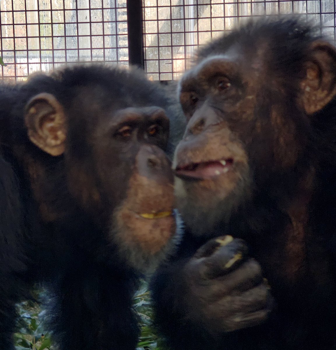 projectchimps's tweet photo. “I’ll have what you’re having, please.” Jason food peers at alpha male Bo in hopes that he’ll share. Bo is enjoying his food and just pretends no one is there. 🙈
.
#JasonChimp #BoChimp #Chimpanzee #ThursdayThoughts https://t.co/gSnhQ8bDH4