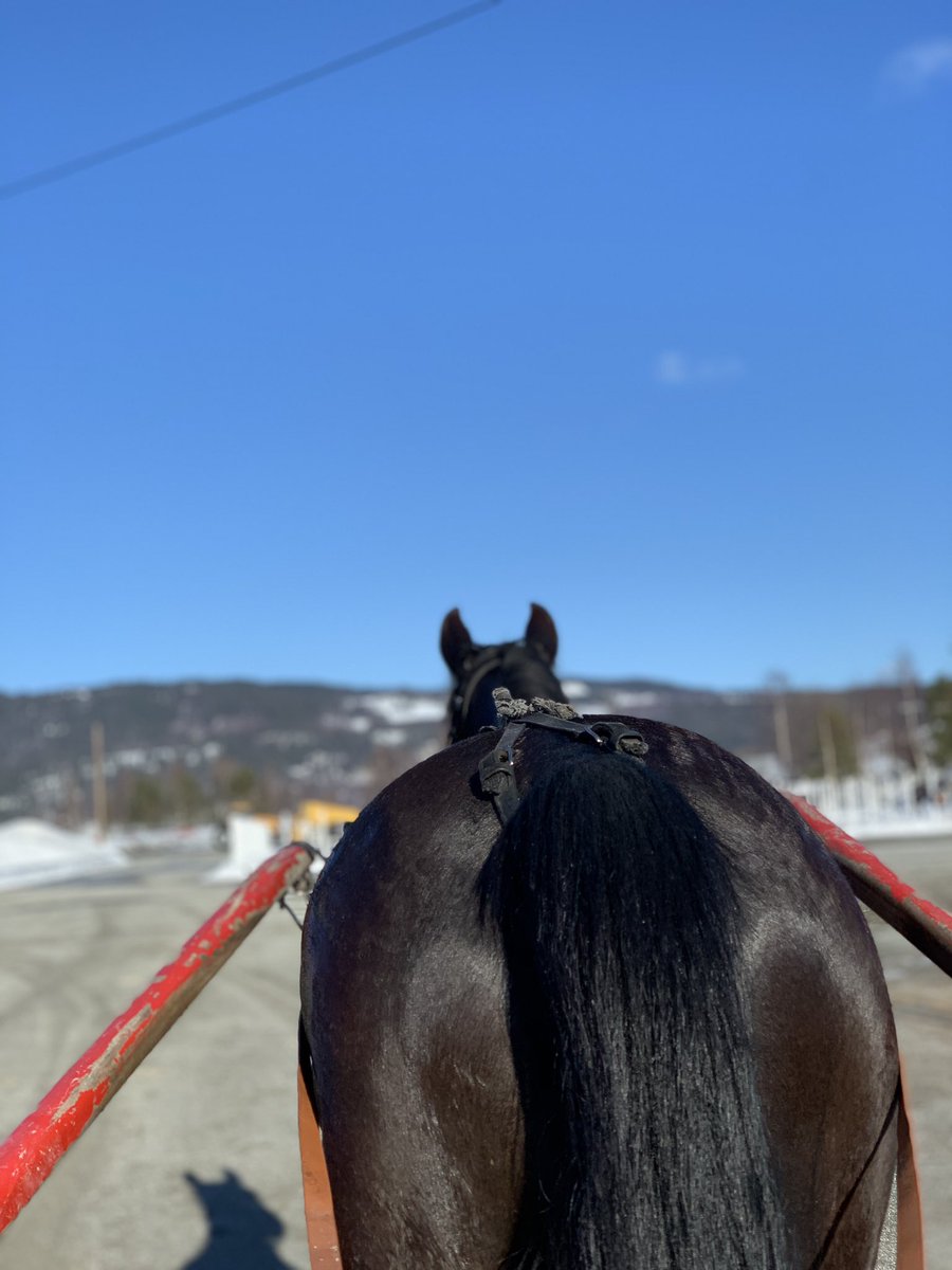 StineObstfelder's tweet image. Dager som det her; hvor hestene spretter lett avgårde i intervallene og solen skinner🙌🏼