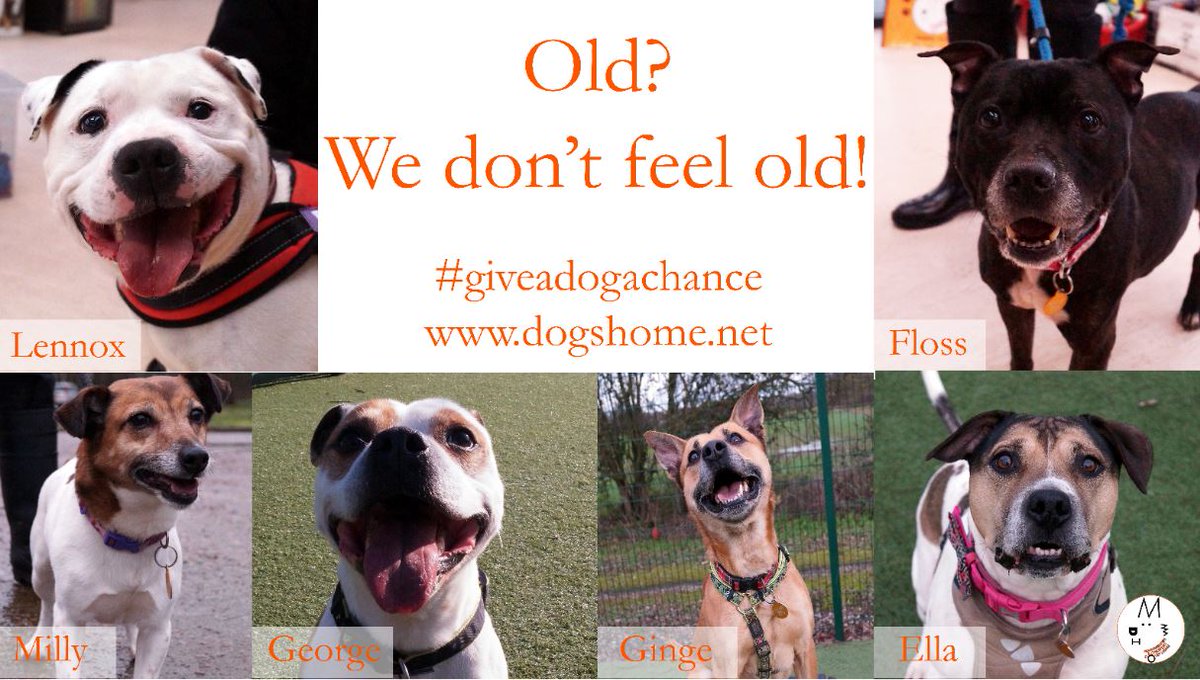 manchdogs's tweet photo. Some of our older residents don’t feel like they are getting the same amount of attention from the public as the younger ones.

Show them you care by giving them a RETWEET
#Oldies
#oldiebutgoodie #rescuedog #giveadogachance #adoptdontshop #Home https://t.co/aXoR4OBoVE