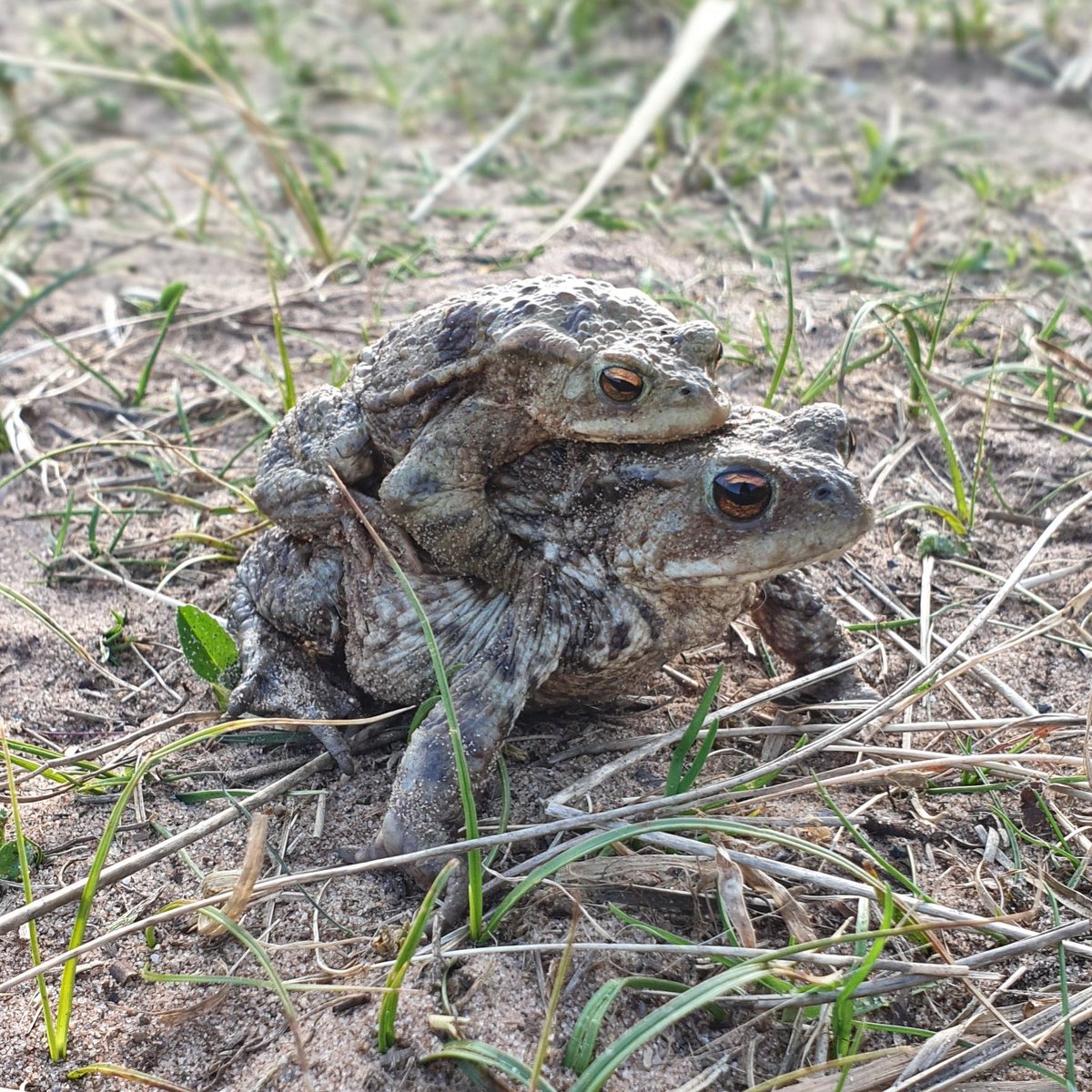 SEDwildlife's tweet photo. Love is in the air ❤ #bufobufo https://t.co/xAdeZTIDfH