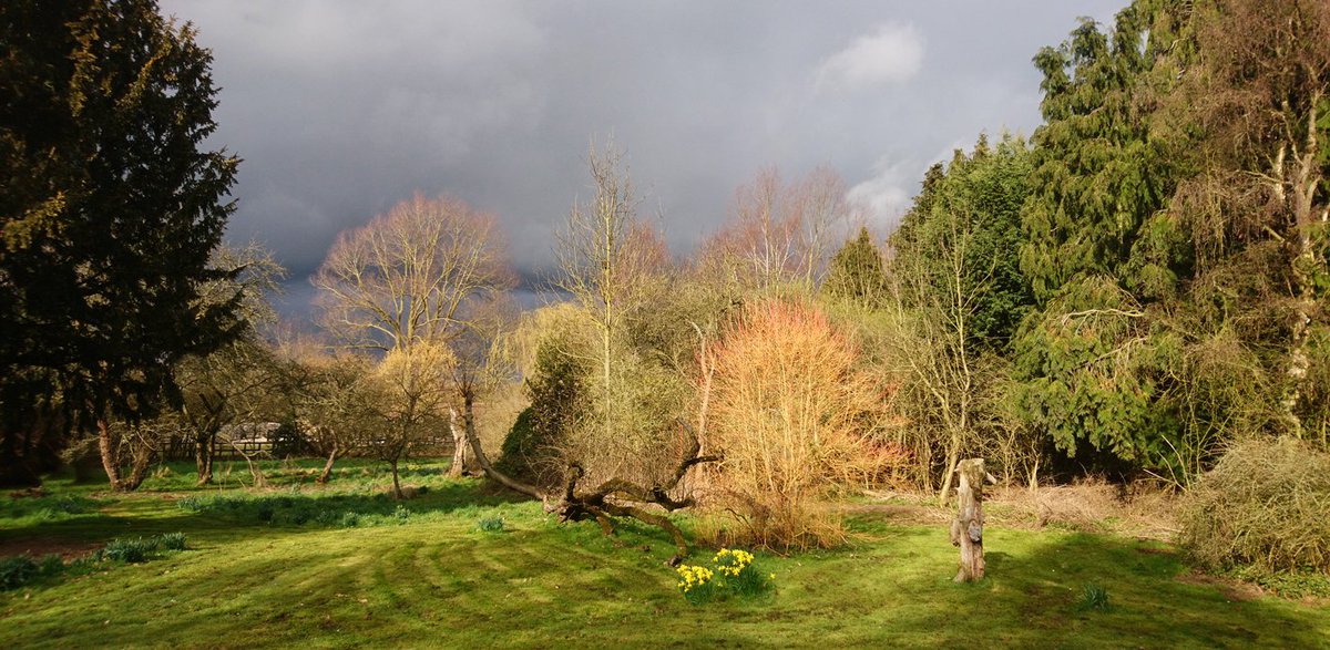 LauraBrambles's tweet image. Weird weather at the Chateaux Brambles in Writtle today 🤔
Sun on the trees and daffys, emphasised by the storm clouds behind 😊
