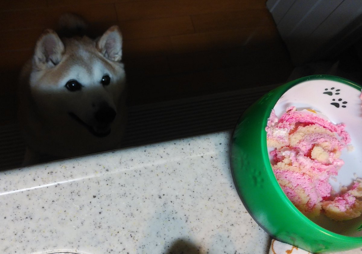 nenemaroron's tweet photo. 2月29日は麻呂さんの誕生日🎂

11歳になりましたー✨
麻呂はもちろん福助もケーキ待ちきれなくソワソワ
出雲は後ろに隔離されてます笑

三角帽子が売ってなかったから風船買ったんだけど、迷惑そうです笑

これからも食いしん坊な兄貴でいてください!!!お誕生日おめでとう🎉 https://t.co/k4xDh8CYMJ