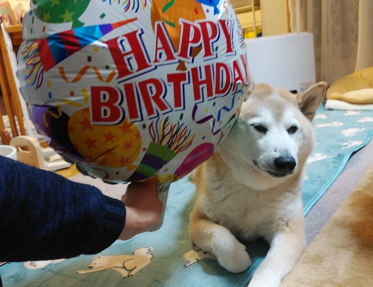 nenemaroron's tweet photo. 2月29日は麻呂さんの誕生日🎂

11歳になりましたー✨
麻呂はもちろん福助もケーキ待ちきれなくソワソワ
出雲は後ろに隔離されてます笑

三角帽子が売ってなかったから風船買ったんだけど、迷惑そうです笑

これからも食いしん坊な兄貴でいてください!!!お誕生日おめでとう🎉 https://t.co/k4xDh8CYMJ