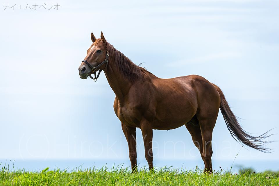 Hiroki Yamanaca 古い外付けhdの整理をしていたらオペラオーの写真が出て来て懐かしく見ていました 背景に牧柵が写らず海で最高の放牧地 オペラオーは移動が多かったので４か所の牧場で撮影した馬でした 写真は15年の撮影です テイエム