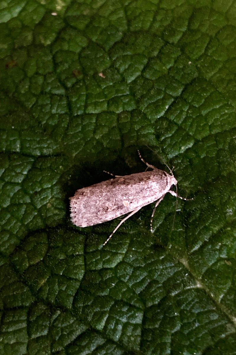 @MigrantMothUK @insectmigration @CornwallMoths  Two good Migrants in my Gdn Actinic Moth Trap from last night. My 1st ever EUCHROMIUS OCELLEA! The other being a SMALL MOTTLED WILLOW