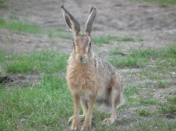 March 21st – Brown Hares devonmammalgroup.org/march-21st-bro…