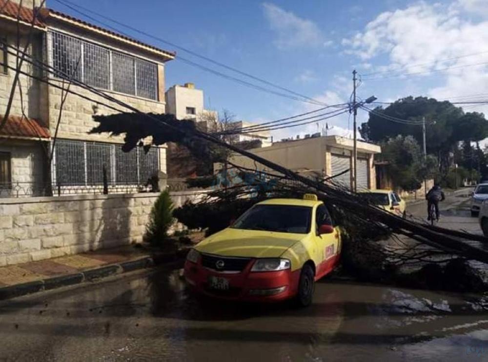 alrai's tweet image. الرياح تُسقط شجرة على مركبة في إربد ..
alrai.com/article/104722…