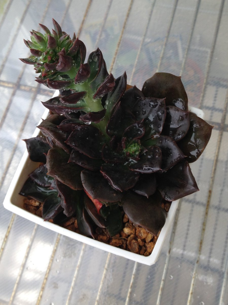 𓆸ぶにすけ 黒い葉の植物 アエオニウム 黒法師 エケベリア アルフレッドグラフ シノクラッスラ 四馬路 これを見た人は黒い画像を貼る 多肉植物 アエオニウム エケベリア シノクラッスラ 𓆸ぶにすけ 黒い葉の植物 アエオニウム 黒法師 エケベリア アルフレッドグラフ シノクラッスラ 四馬路 これを見た人は黒い画像を貼る 多肉植物 アエオニウム エケベリア シノクラッスラ