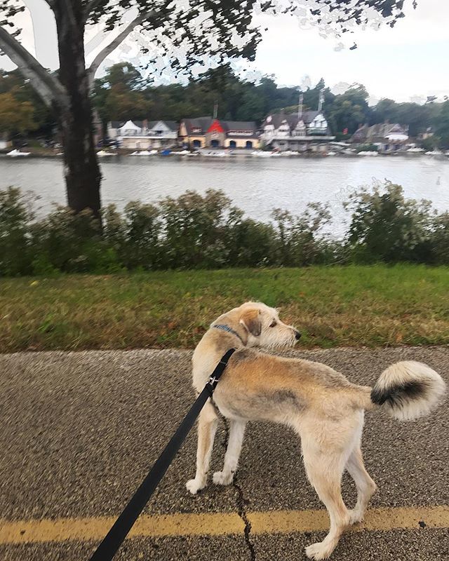 iamsocialbuddy's tweet photo. Dogs can be Instagram models too 🐕
•
•
•
#exploringphilly #schuylkillriver #dogsofinstagram #phillydogs #dogsofphilly #pupstagram #instagram #instagramhacks #instahowto #socialmediahacks #socialmediahelp #howtosocialmedia #instagrammarketing #socialm… https://t.co/wR6ipPciC7 https://t.co/i4yv39pcfO