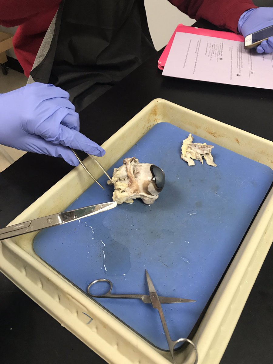 mhempen4's tweet photo. Anatomy students have been busy learning about senses. Their dissection skills have improved so much since August! #proudteacher #scienceiscool #D127getsREAL #coweyedissection https://t.co/ZFn91QA9Xf
