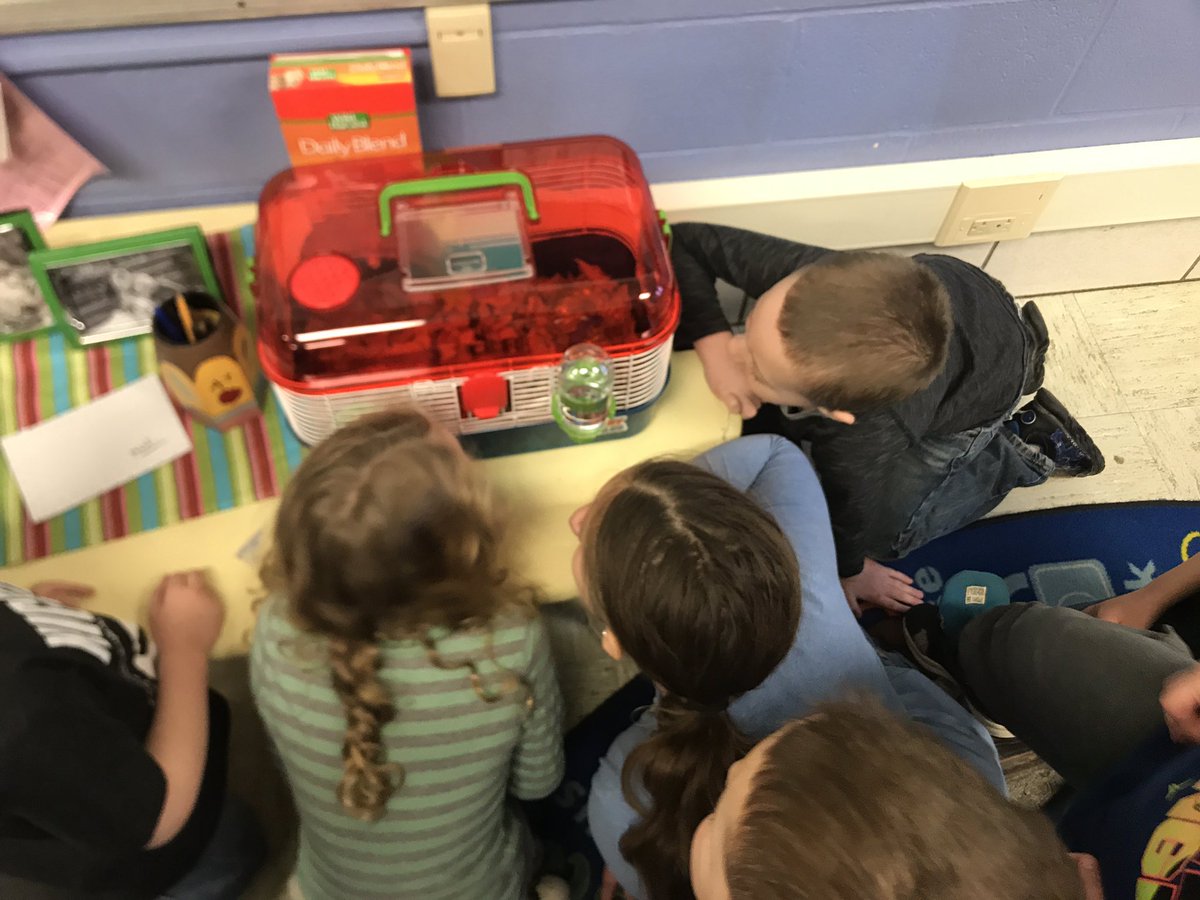 findinginfirst's tweet photo. Room 10 has a new friend! After lots of wondering, questioning, and researching we welcomed Nibbles the hamster into our classroom to support our animal habitat STEM unit! He is a great addition and the students already love talking to him and reading to him ❤️🐹 #GKBNoLimits https://t.co/BKst4R5fNu