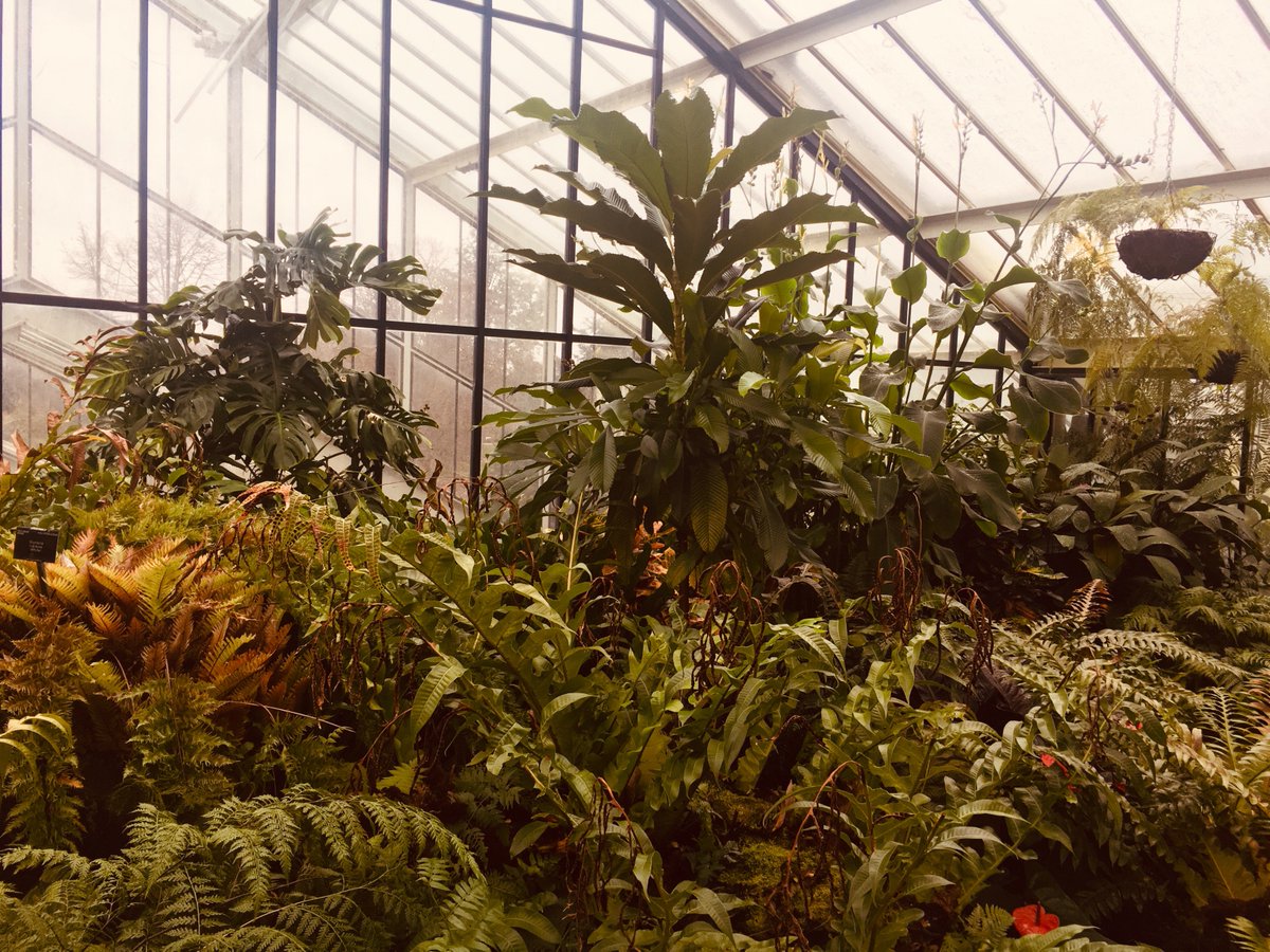 menjuracamilo's tweet photo. With the occasion of the Colombian Orchids @kewgardens, I've been working with the @CPPHounslow Community Choir on 2 flower songs to add voice to the plants! Performance: Sun 10 March @ 3&amp;4pm @ KEW. Tks @Sethos_R for creating this project &amp; for the inv to be part of it. https://t.co/dBkczY8cgH
