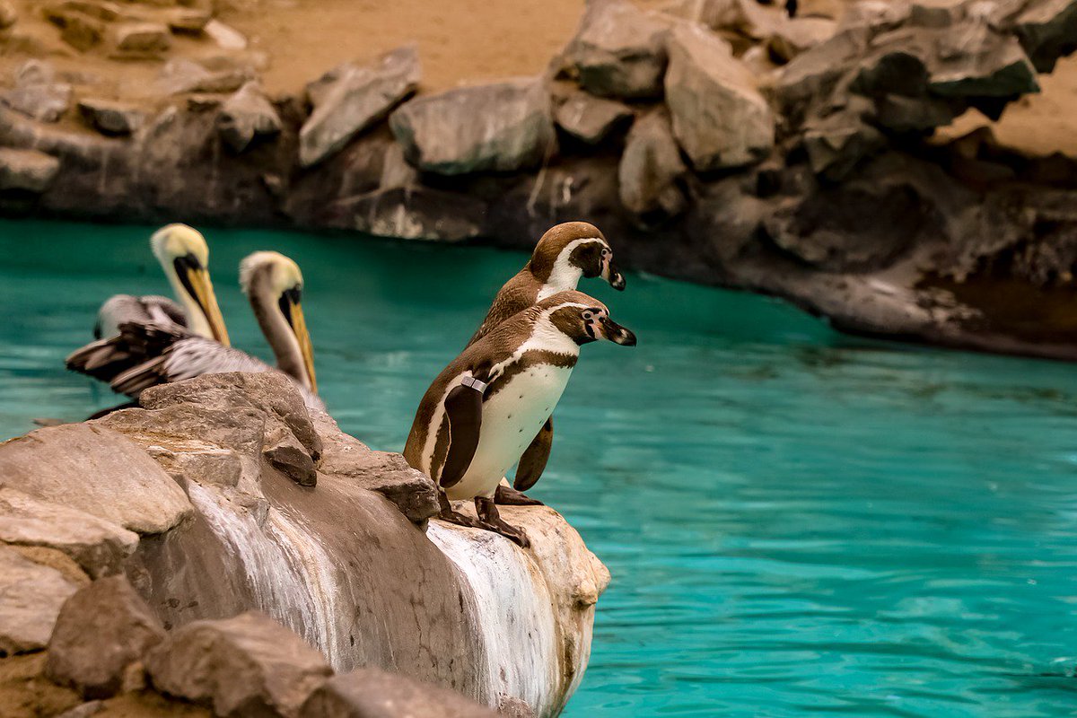 Don't miss out! The <a href="/theoceanproject/">The Ocean Project</a> is offering a webinar on 1 March on Conservation Engagement for Aquariums, Zoos, and Museums, for #WorldOceansDay 
Get involved: conta.cc/2GPWN3W