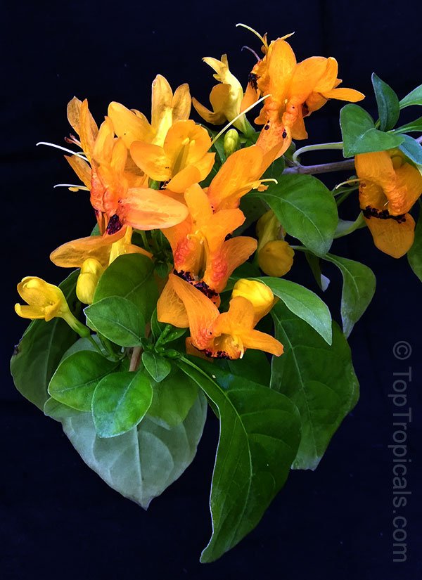 toptropicals's tweet photo. #Ruttya fruticosa Yellow, Rabbits ears. Beautiful vining #shrub covered with very unusual #flowers resembling rabbit's head with ears. They are full of and drip nectar. Blooms in winter-spring.
https://t.co/5nq9RsQzLc #tropicalplants #rareplants #gardening #ThursdayThoughts https://t.co/L9fAi2uSUW