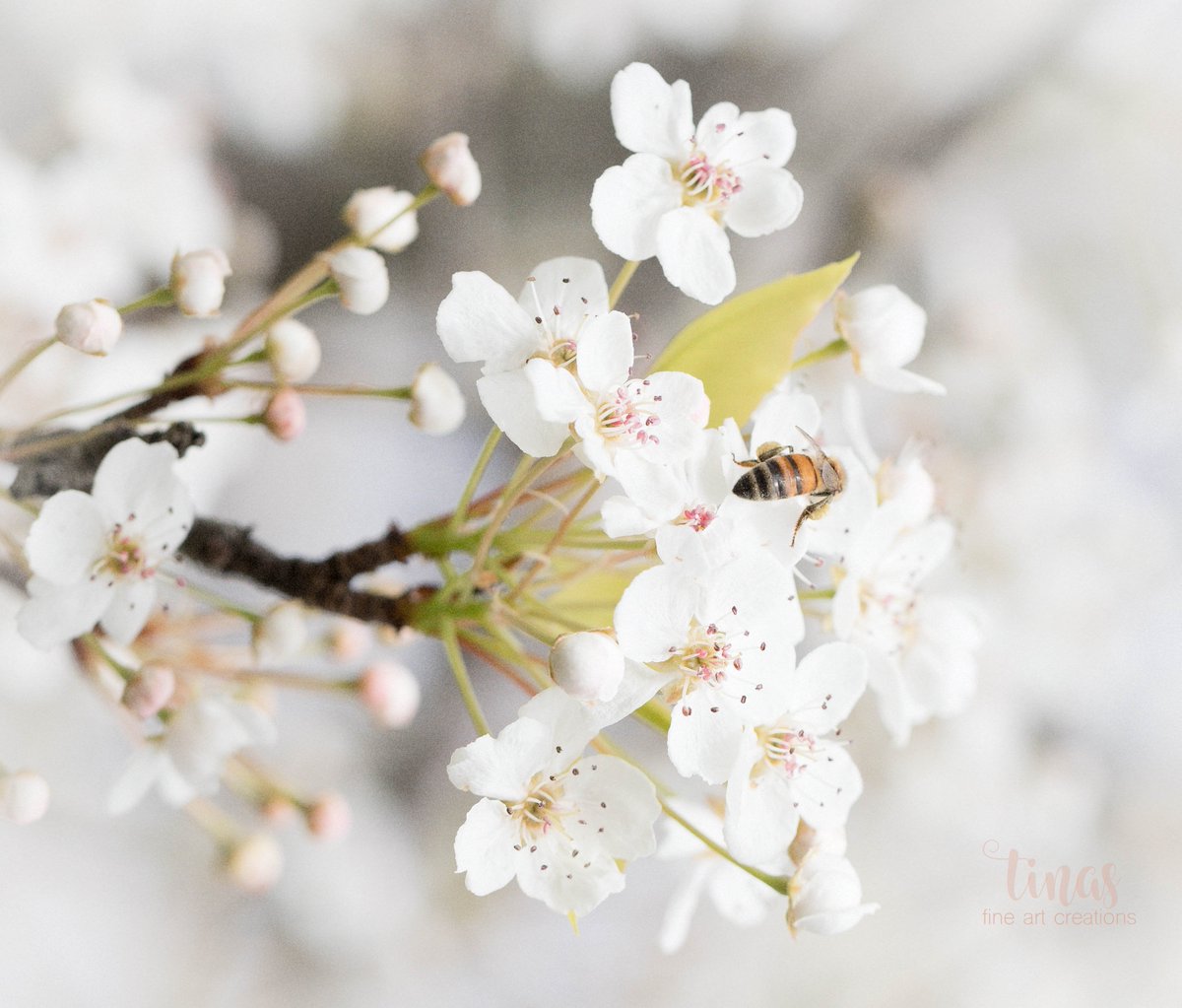 Signs of Spring.. #bees  #pollinators #pollinatorsareimportant #Flowers #tree #naturelovers #art #fineartphotography #artistsontwitter