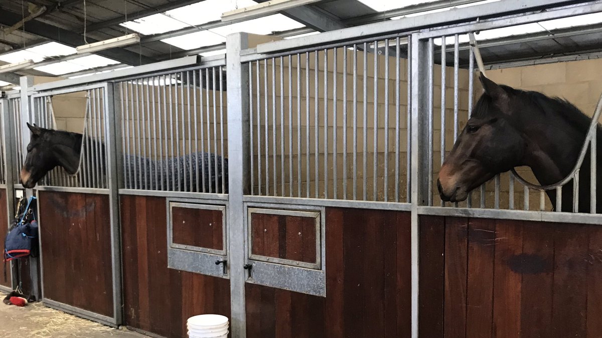 cbhills's tweet image. Seeing double? Two Muhaarar colts @ShadwellStud #runforfreedom #baashir