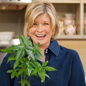 North_Maven's tweet photo. / Queen of DIY @MarthaStewart has officially joined the #cannabis frenzy
/ #Technological breakthroughs reshaping the #marijuanaindustry
/ There is no #brand loyalty in the cannabis consumerism

https://t.co/YHgm8sC7Wf

#investments #potstocks  #cannabiscommunity #marijuananews https://t.co/qu3kt6vAH5
