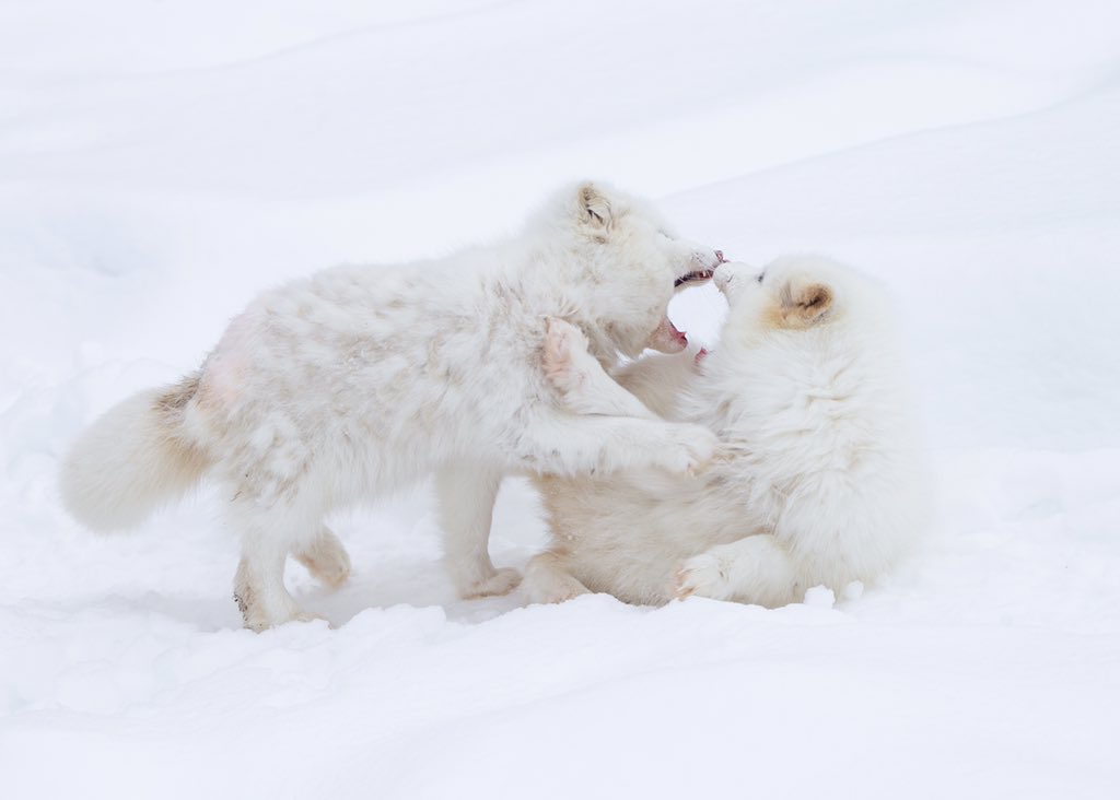 The arctic fox are being playful, it’s so nice to watch them in action. #parcomega #explorecanada #quebecoriginal #outaouaisfun