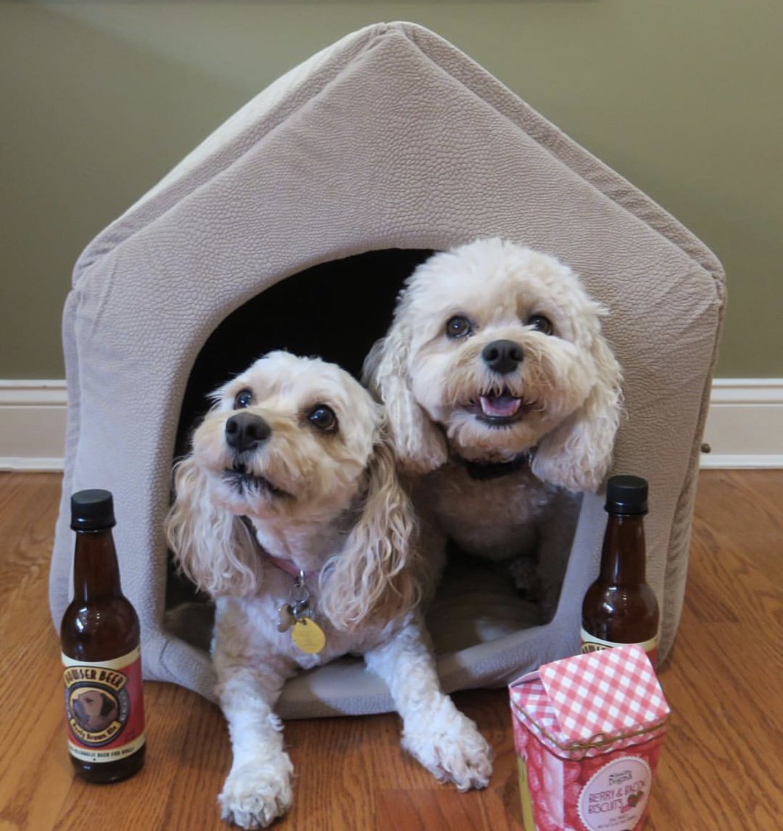 UrbanPawPet's tweet photo. Trying to make it through Friday like...

Thanks to our Instagram friend Cody the Cavachon for sharing this adorable photo! https://t.co/TwTdLOJdLe