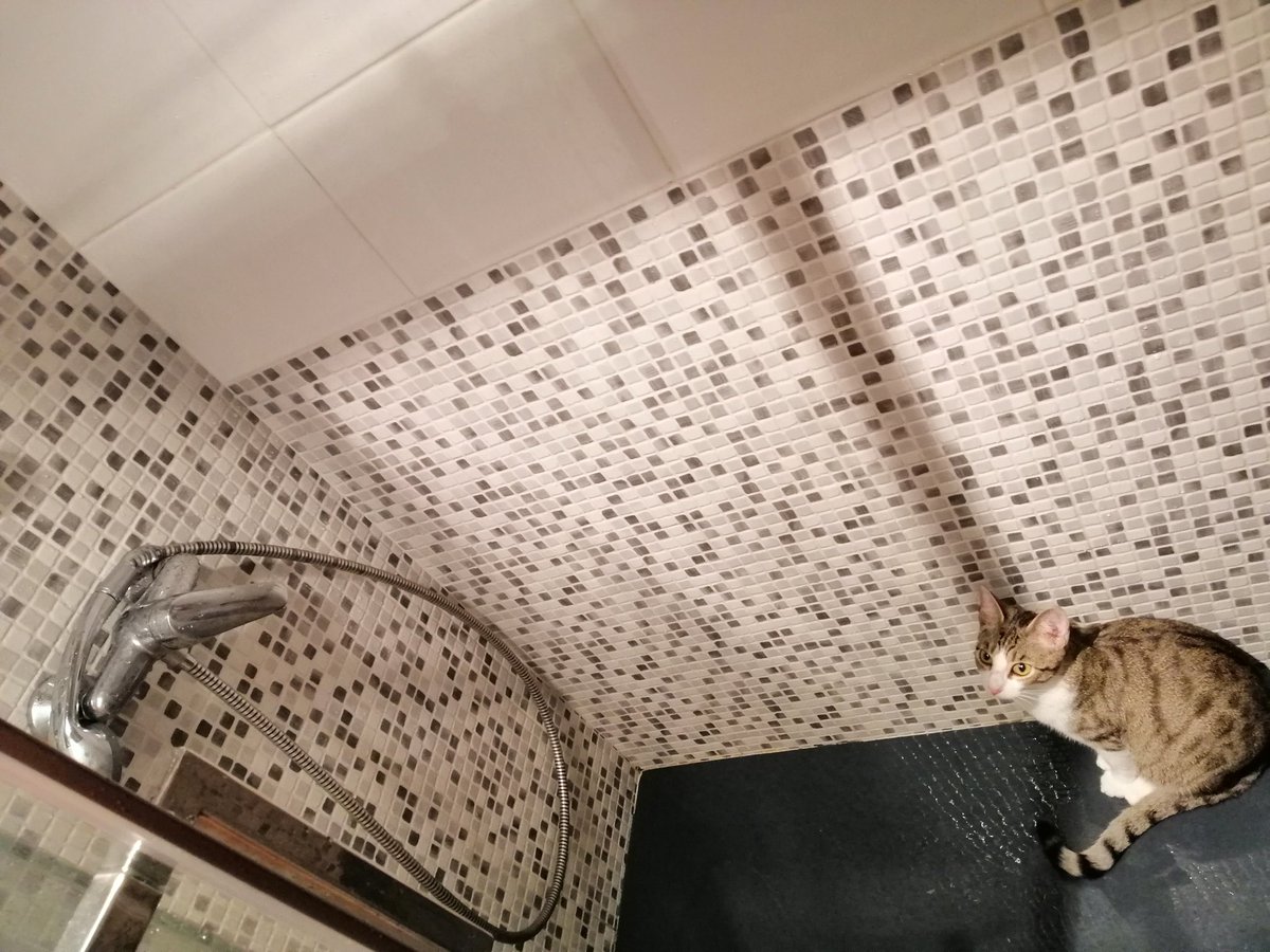 Almost_O's tweet photo. Mi gato está roto. #Tranchete https://t.co/ImxGs1bwAX