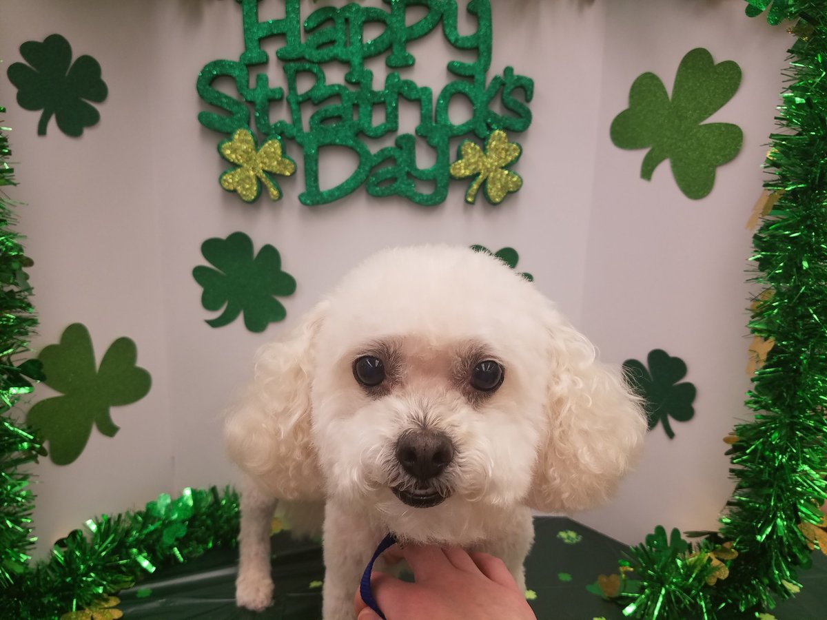 Oodles Day! Meet Daisy, she is looking great after her spaw day with Miss Amy! #Moments #PetSmartGrooming #petsmartevents #LifeAtPetSmart