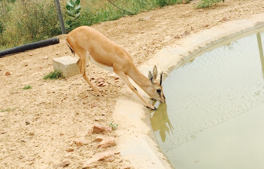 Rakeshguru29's tweet photo. कभी प्यासे को पानी पिलाया करो...
बाद में अमृत पिलाने से क्या फायदा..?
#Respect_Animals https://t.co/FzBfD793w7