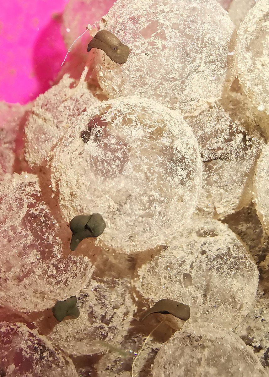 G33K_D4D's tweet photo. #spring #februaryheatwave got these frogspawn from a local pond 3 days ago. Hatching already (photo super macro on Huawei mate 20 pro) https://t.co/rSpyAlWfod
